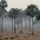 A rhea bird walks amid smoke in Benjamin Aceval, Paraguay, Friday, Oct. 2, 2020.
